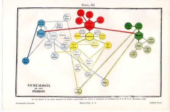 LAMINA V39883: Genealogia de los perros
