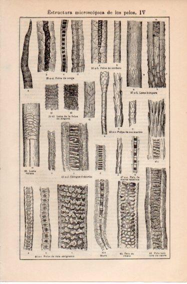 LAMINA V39776: Estructura microscopica de los pelos IV