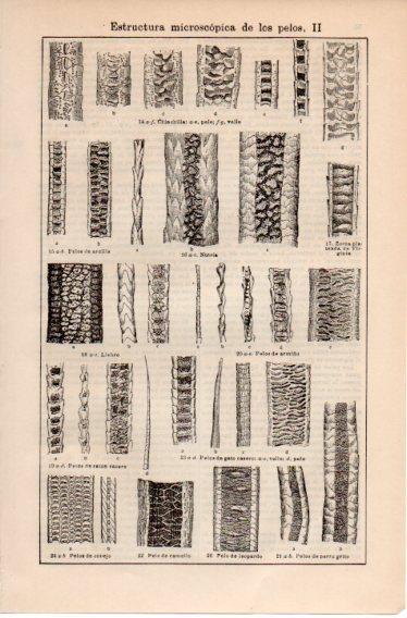 LAMINA V39774: Estructura microscopica de los pelos II