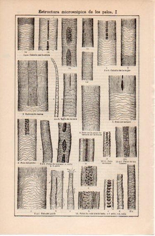 LAMINA V39773: Estructura microscopica de los pelos I