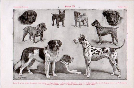 LAMINA V39885: Perros de presa, formas derivadas y razas enanas