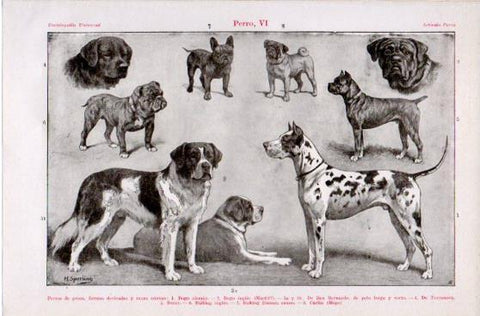 LAMINA V39885: Perros de presa, formas derivadas y razas enanas