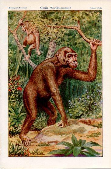 LAMINA V40014: Gorila o Gorilla savagei