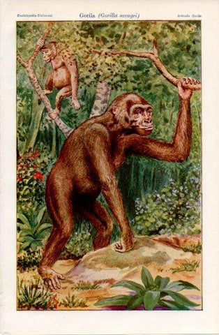 LAMINA V40014: Gorila o Gorilla savagei