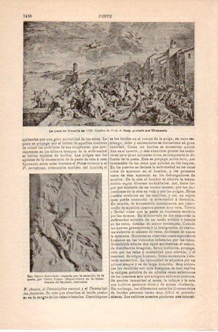 LAMINA V39910: La peste de Marsella de 1720 por Troy el Joven