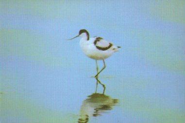 POSTAL PV10207: Avoceta