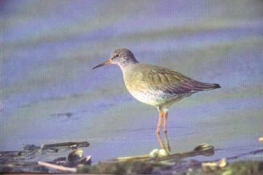 POSTAL PV10206: Archibebe comun