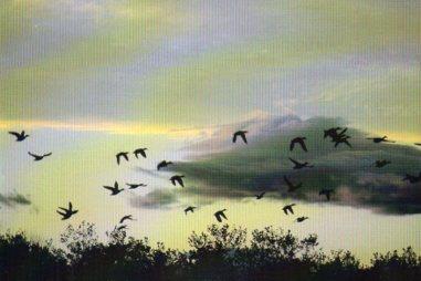POSTAL PV10201: Anade real, Canard col-vert