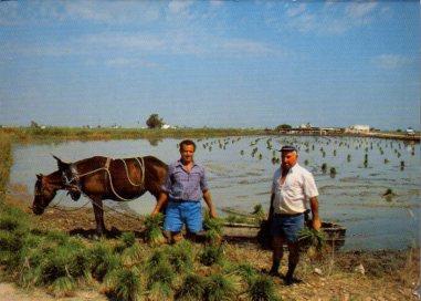 POSTAL PV10190: Parc Natural del Delta de l'Ebre. Repartiment de les garbes de l'arros