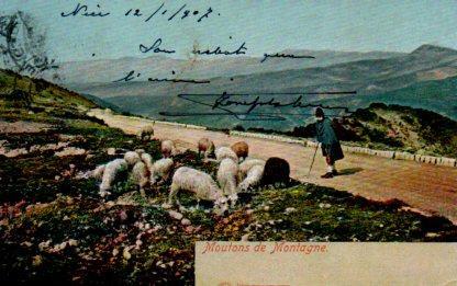 POSTAL PV09989: Moutons de Montagne