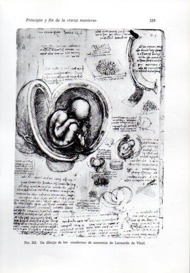 LAMINA V41275: Dibujo de los cuadernos de anatomia por da Vinci