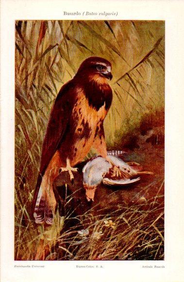 LAMINA V40904: Busardo o Buteo vulgaris