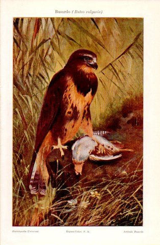 LAMINA V40904: Busardo o Buteo vulgaris