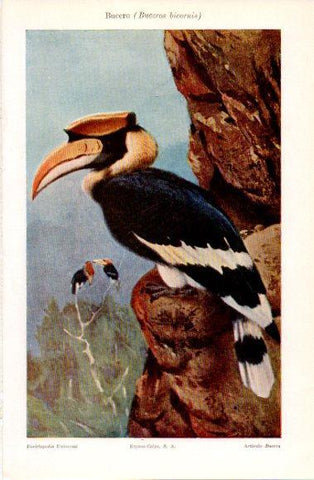 LAMINA V40840: Bucero o Buceros bicornis