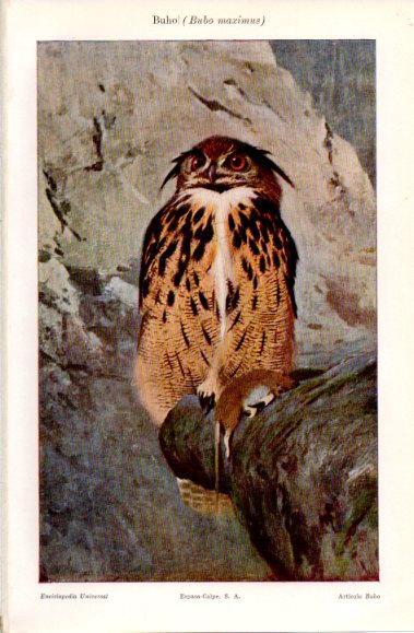 LAMINA V40876: Buho o Bubo maximus