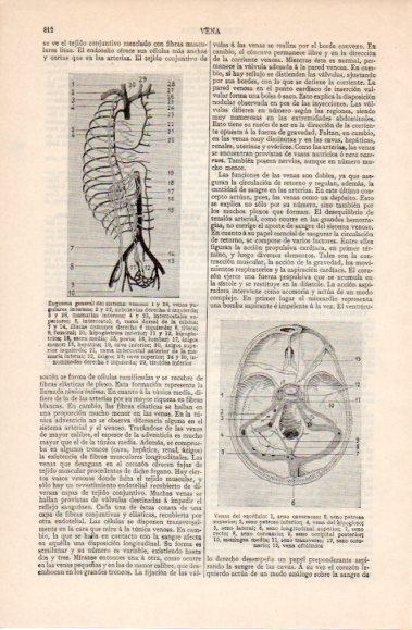LAMINA V40469: Esquema general del sistema venoso y venas del encefalo