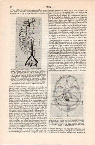 LAMINA V40469: Esquema general del sistema venoso y venas del encefalo