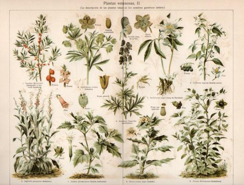 LAMINA V40972: Plantas venenosas II