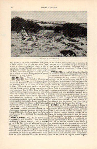 LAMINA V40624: Los campos de Booz, Palestina