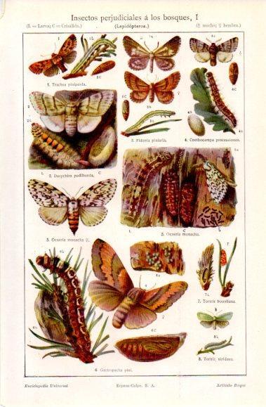 LAMINA V40665: Insectos perjudiciales a los bosques I