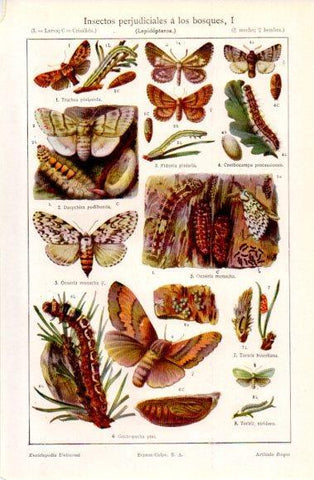 LAMINA V40665: Insectos perjudiciales a los bosques I