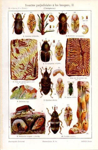 LAMINA V40666: Insectos perjudiciales a los bosques II