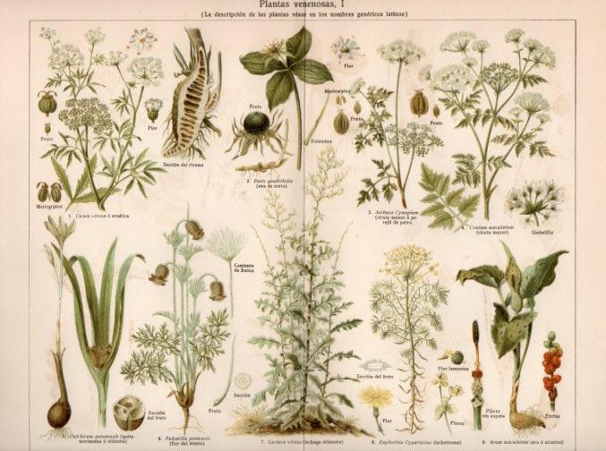 LAMINA V40973: Plantas venenosas I