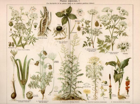 LAMINA V40973: Plantas venenosas I