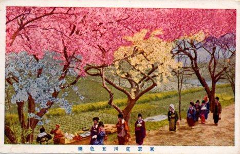 POSTAL PV10890: Japonesas bajo los arboles 