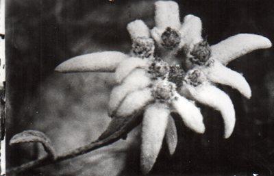 POSTAL PV11030: Edelweiss flor de nieve, Nuria