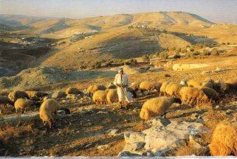 POSTAL PV10663: Bethlehem, Sheperd's Field