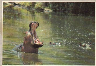 POSTAL PV11575: Hippopotamus Amphibius, Kiboko