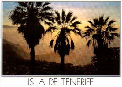 POSTAL PV11850: Palmeras en El Sauzal, Tenerife