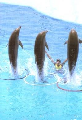 POSTAL PV11830: Delfines en Marineland, Malgrat de Mar