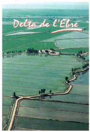 POSTAL PV11898: Vista aerea de los arrozalez del Delta de l'Ebre