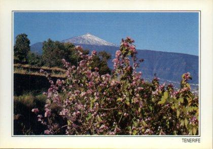 POSTAL PV11742: El Teide, Tenerife