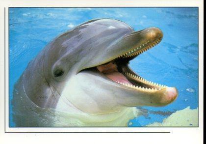 POSTAL PV11748: Delfin