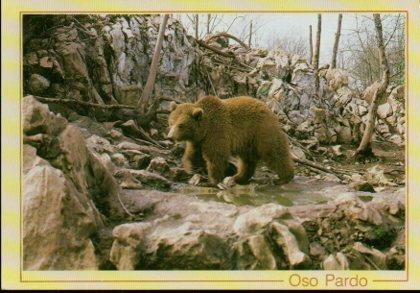 POSTAL PV11750: Oso pardo, Centro de Recuperacion Especies Fauna-Astur en Soto