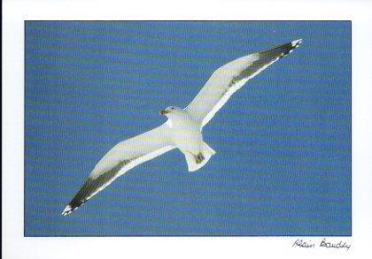 POSTAL PV11751: Gaviota 