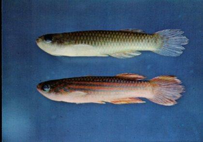 POSTAL PV11752: Aphyyosemion striatum ogoense, peces de rio Muni, Guinea