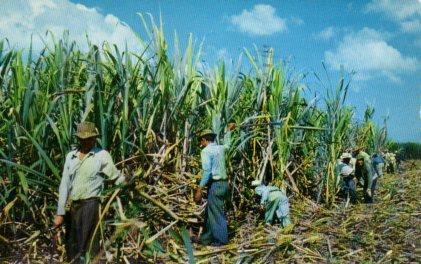 POSTAL PV11237: Cutting Sugar Cane at Ponce, Puerto Rico