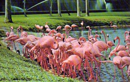 POSTAL PV11238: Flamingos feeding at Hialeah Race Course