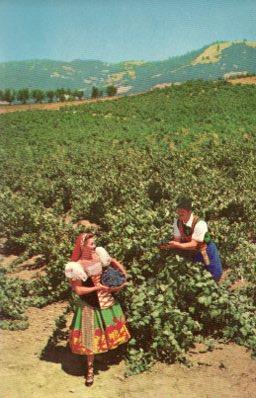 POSTAL PV11119: Italian Swiss Colony vineyard scene at Asti, Sonoma California