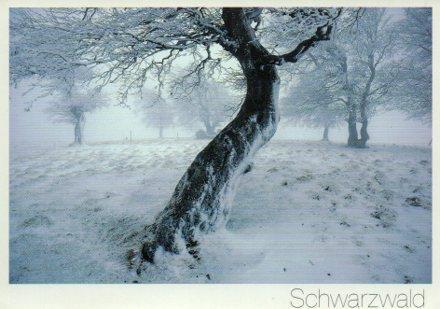 POSTAL PV11916: Schawarzwald, Windbuchen auf dem Schaunsland, 