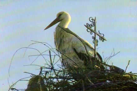 POSTAL PV11335: Cigüeña comun