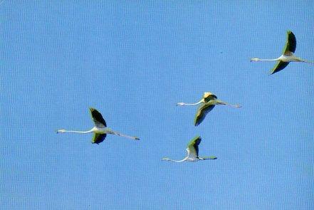 POSTAL PV11337: Flamencos