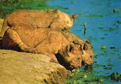 POSTAL PV11353: Leonas en Tanzania