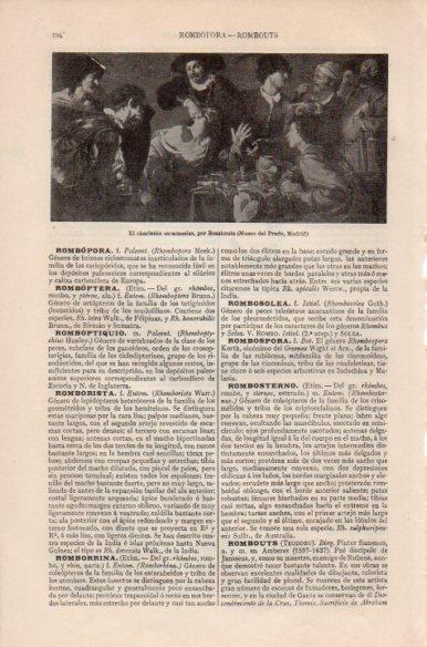 LAMINA V41741: El charlatan sacamuelas por Rombouts