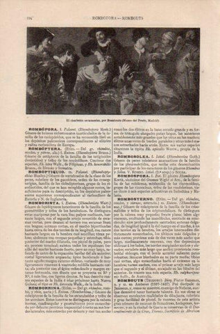 LAMINA V41741: El charlatan sacamuelas por Rombouts