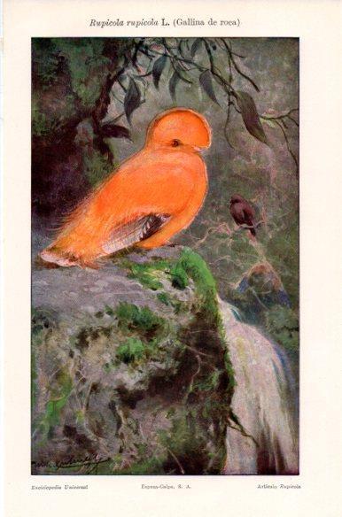 LAMINA V41850: Rupicola rupicola L. o Gallina de roca